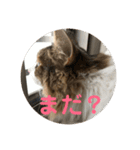 ラグドールとノルウェージャン（個別スタンプ：9）