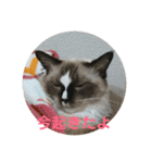ラグドールとノルウェージャン（個別スタンプ：11）