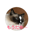 ラグドールとノルウェージャン（個別スタンプ：16）