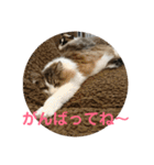 ラグドールとノルウェージャン（個別スタンプ：24）