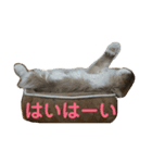 ラグドールとノルウェージャン（個別スタンプ：25）