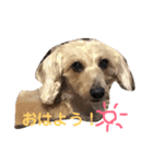 ぎずもすたんぷ（個別スタンプ：11）