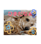 ぎずもすたんぷ（個別スタンプ：13）