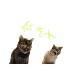 むぎちゃんとしおちゃん（個別スタンプ：14）