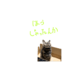 むぎちゃんとしおちゃん（個別スタンプ：15）