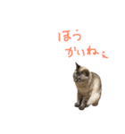 むぎちゃんとしおちゃん（個別スタンプ：16）