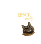 むぎちゃんとしおちゃん（個別スタンプ：17）