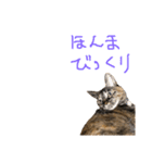 むぎちゃんとしおちゃん（個別スタンプ：20）