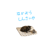 むぎちゃんとしおちゃん（個別スタンプ：23）