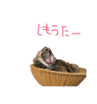 むぎちゃんとしおちゃん（個別スタンプ：24）