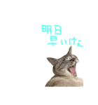 むぎちゃんとしおちゃん（個別スタンプ：34）