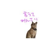 むぎちゃんとしおちゃん（個別スタンプ：36）
