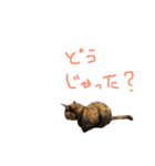 むぎちゃんとしおちゃん（個別スタンプ：38）
