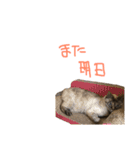 むぎちゃんとしおちゃん（個別スタンプ：39）