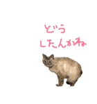 むぎちゃんとしおちゃん（個別スタンプ：40）