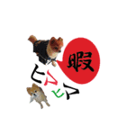 野口家スタンプ（個別スタンプ：11）