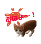 こにちゃん(1)（個別スタンプ：1）