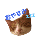 こにちゃん(1)（個別スタンプ：2）