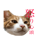 こにちゃん(1)（個別スタンプ：4）