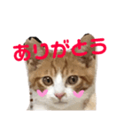 こにちゃん(1)（個別スタンプ：9）
