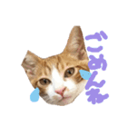 こにちゃん(1)（個別スタンプ：10）