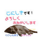 こにちゃん(1)（個別スタンプ：12）