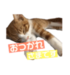 こにちゃん(1)（個別スタンプ：13）