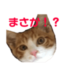 こにちゃん(1)（個別スタンプ：14）