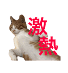 こにちゃん(1)（個別スタンプ：17）