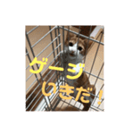 こにちゃん(1)（個別スタンプ：18）