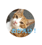 こにちゃん(1)（個別スタンプ：20）