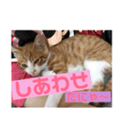 こにちゃん(1)（個別スタンプ：21）