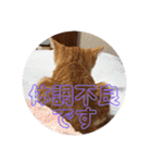 こにちゃん(1)（個別スタンプ：23）