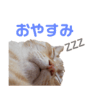 ちゃみスタンプ（個別スタンプ：6）