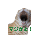 ちゃみスタンプ（個別スタンプ：9）