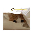 我が家のアイドル、猫ズ。ルーは多めで♡（個別スタンプ：2）