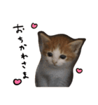 我が家のアイドル、猫ズ。ルーは多めで♡（個別スタンプ：3）