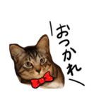 我が家のアイドル、猫ズ。ルーは多めで♡（個別スタンプ：4）