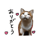 我が家のアイドル、猫ズ。ルーは多めで♡（個別スタンプ：6）
