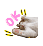 我が家のアイドル、猫ズ。ルーは多めで♡（個別スタンプ：9）