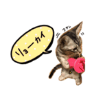 我が家のアイドル、猫ズ。ルーは多めで♡（個別スタンプ：10）