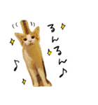 我が家のアイドル、猫ズ。ルーは多めで♡（個別スタンプ：14）