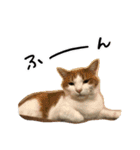 我が家のアイドル、猫ズ。ルーは多めで♡（個別スタンプ：17）