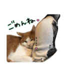 我が家のアイドル、猫ズ。ルーは多めで♡（個別スタンプ：19）
