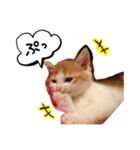 我が家のアイドル、猫ズ。ルーは多めで♡（個別スタンプ：20）
