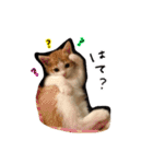 我が家のアイドル、猫ズ。ルーは多めで♡（個別スタンプ：21）