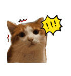 我が家のアイドル、猫ズ。ルーは多めで♡（個別スタンプ：22）