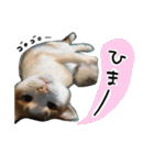 我が家のアイドル、猫ズ。ルーは多めで♡（個別スタンプ：30）