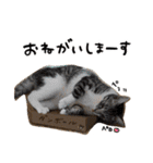 我が家のアイドル、猫ズ。ルーは多めで♡（個別スタンプ：32）
