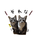 我が家のアイドル、猫ズ。ルーは多めで♡（個別スタンプ：34）